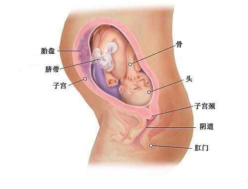合肥借腹怀胎_试管婴儿鲜胚移植条件是什么